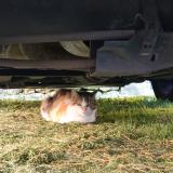 Foto de gato encontrado en Saint Savinien