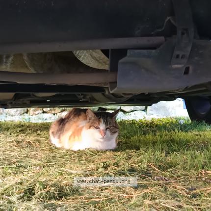 Foto 1/1 Gato encontrado Encontrado en Saint savinien