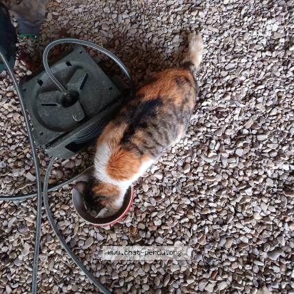 Foto 2/2 Gato encontrado Encontrado en Saint savinien