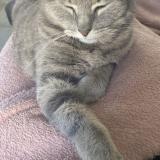 Foto del gato perdido en Saint Jean D Illac