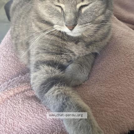 Foto 1/1 Orna Chat perdido en Saint jean d illac