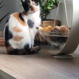 Foto del gato perdido en Sin Le Noble