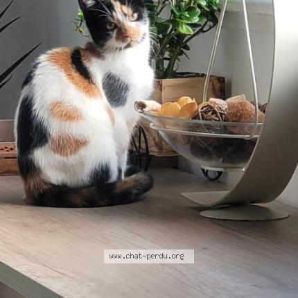 Foto 1/1 Fouli Chat perdido en Sin le noble