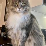 Foto del gato perdido en Illkirch Graffenstaden