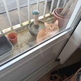 Foto de gato encontrado en Le Rheu