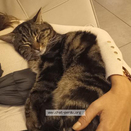 Foto 1/1 Helios Chat perdido en Cassis