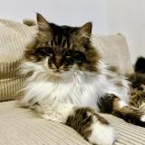 Foto del gato perdido en Allaire