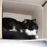 Foto del gato perdido en Puygiron