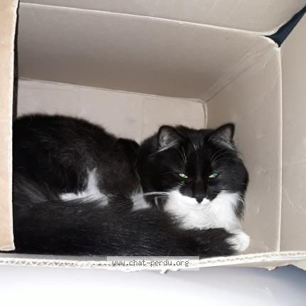 Foto 1/1 Wendy Chat perdido en Puygiron