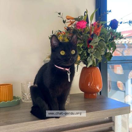 Foto 1/1 Mélodie Chat perdido en Claira