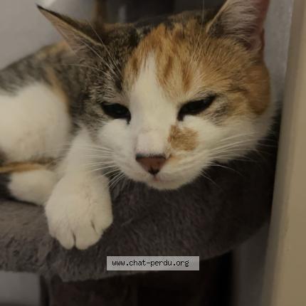 Foto 1/1 Arielle Chat perdido en La motte servolex