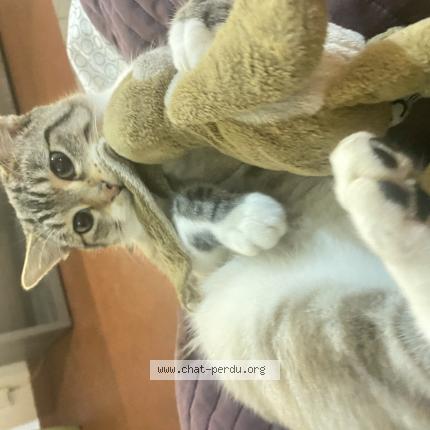 Foto 1/1 Scar Chat perdido en La meziere
