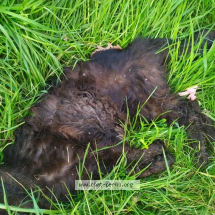 Foto 1/1 Gato encontrado Encontrado en Trelaze