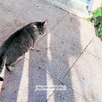 Foto 1/1 SUSHI Chat perdido en Greasque