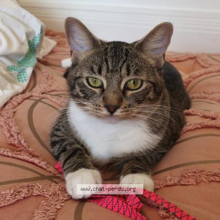 Foto 1/1 Bill Chat perdido en Valence