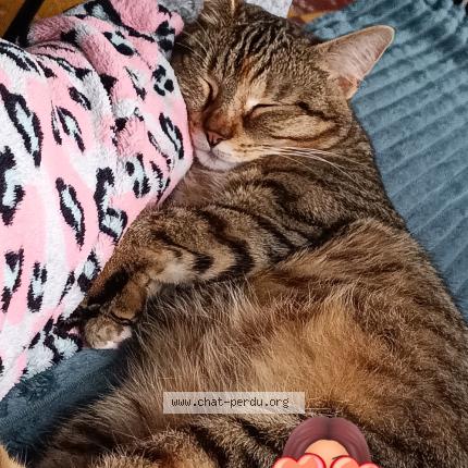 Foto 1/1 Minouche Chat perdido en Denain