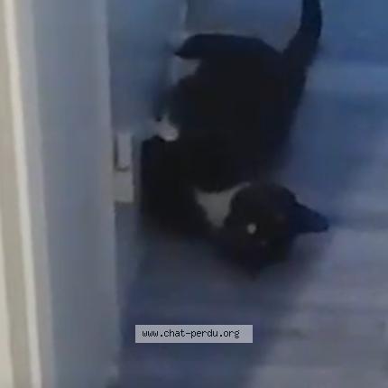 Foto 1/1 Gato encontrado Encontrado en Sannois