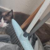 Foto de gato encontrado en Tours