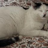 Foto del gato perdido en Fameck