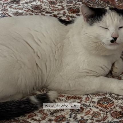 Foto 1/1 MIMI Chat perdido en Fameck