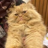 Foto de gato encontrado en Lahore