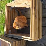 Foto del gato perdido en Pornic