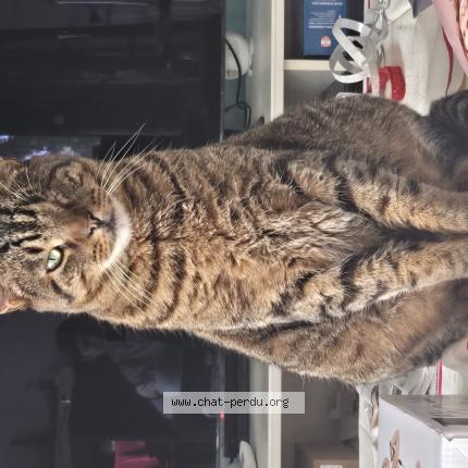 Foto 1/1 Murphy Chat perdido en Tours