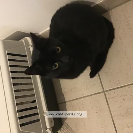 Foto 1/1 Gato encontrado Encontrado en Laeken