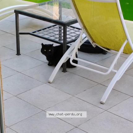 Foto 1/1 Gato encontrado Encontrado en La moutonne