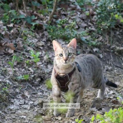 Foto 1/1 Kiwii Chat perdido en Allan