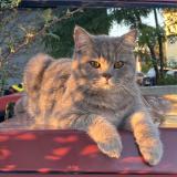 Foto del gato perdido en Haguenau