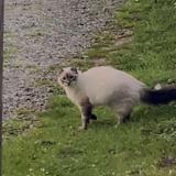 Foto del gato perdido en Saleich