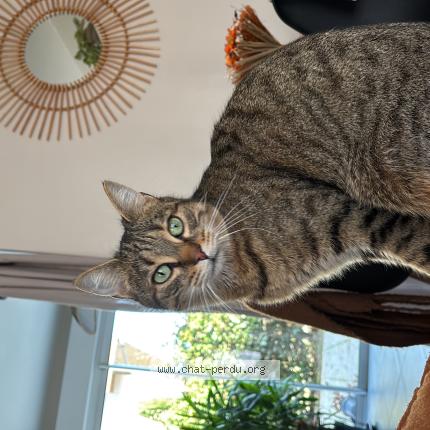 Foto 1/1 Zyki Chat perdido en Orleans