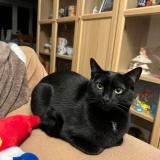 Foto del gato perdido en Carignan