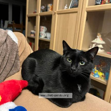 Foto 1/1 Miaouss Chat perdido en Carignan