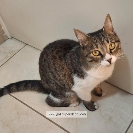 Foto 1/1 Gato encontrado Encontrado en San jose