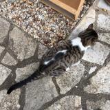 Foto de gato encontrado en Perigueux
