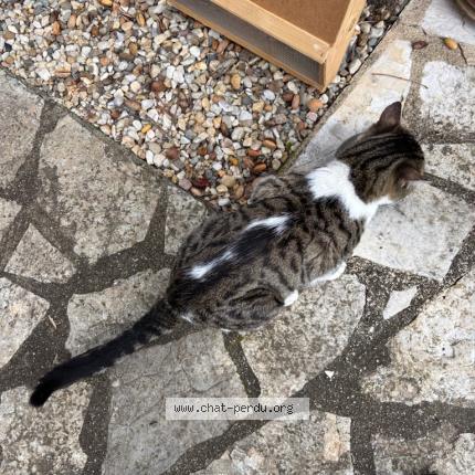 Foto 1/1 Gato encontrado Encontrado en Perigueux