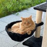 Foto del gato perdido en St Erblon