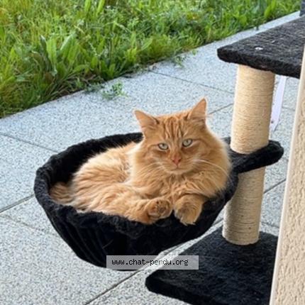 Foto 1/1 Titeuf Chat perdido en St erblon