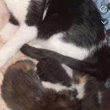 Foto del gato perdido en Andresy