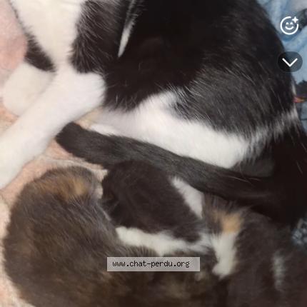 Foto 1/1 Virginie PRONZOLA Chat perdido en Andresy