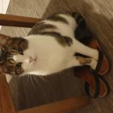 Foto del gato perdido en Carpiquet