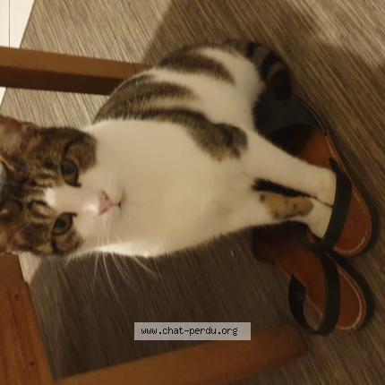 Foto 1/1 Mimi Chat perdido en Carpiquet