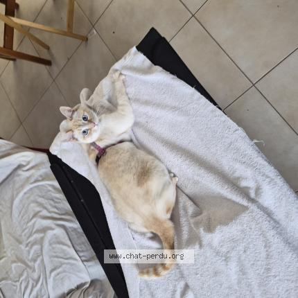 Foto 1/1 Blanche-Neige Chat perdido en Saint jean sur richelieu