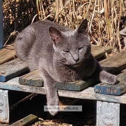 Foto 1/1 T’Choupi Chat perdido en Senon