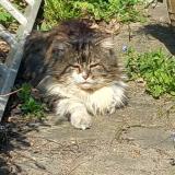 Foto de gato encontrado en Maisons Alfort