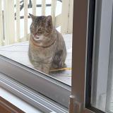 Foto de gato encontrado en Laval