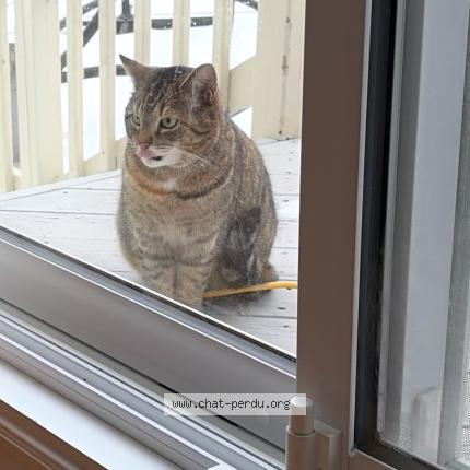Foto 1/1 Gato encontrado Encontrado en Laval
