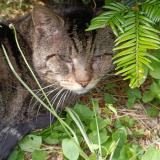 Foto del gato perdido en Sartrouville